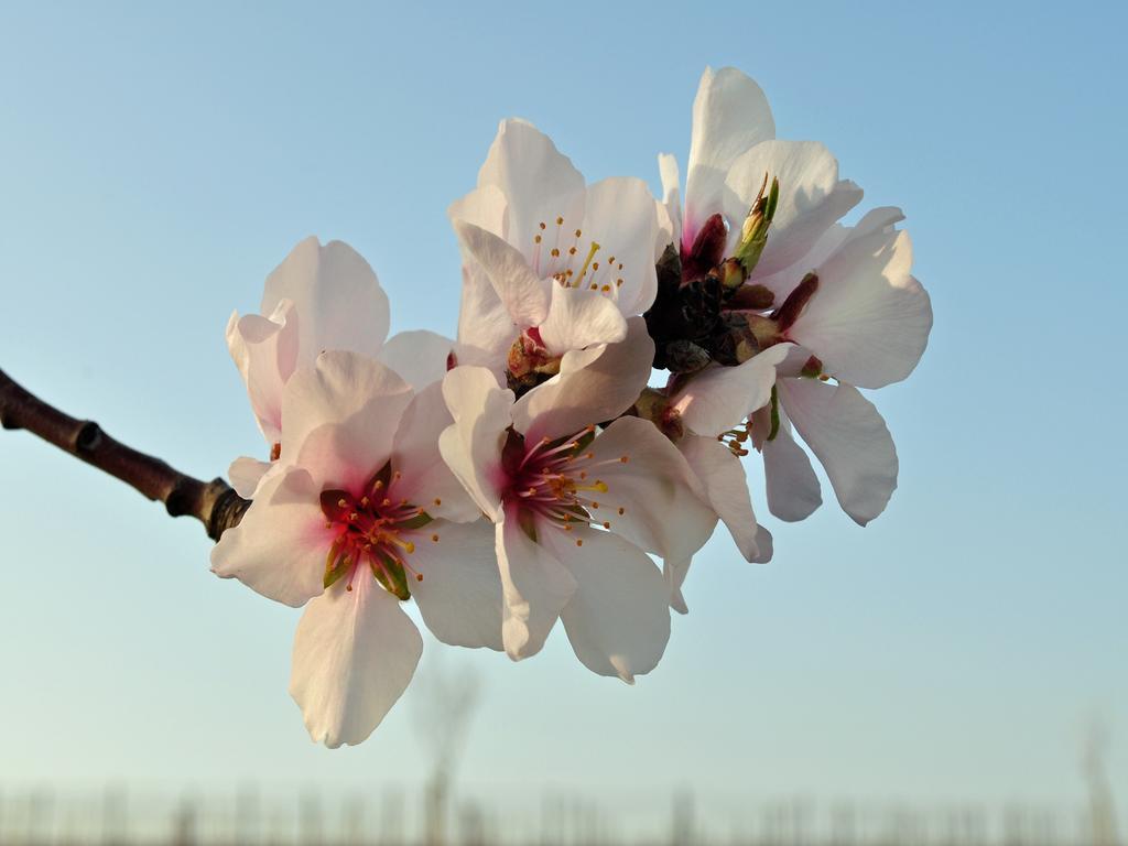 Hofgarten Rosa Ilbesheim bei Landau in der Pfalz Eksteriør billede